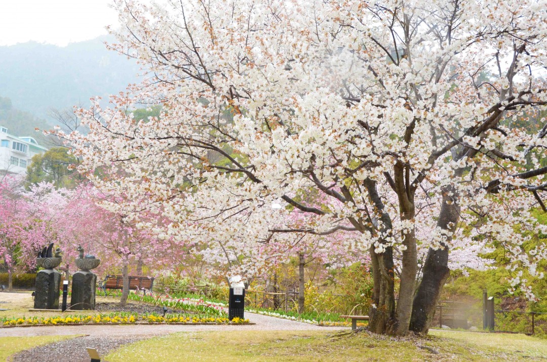 20160403　桜と鳥-1